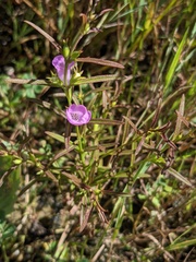 Agalinis neoscotica