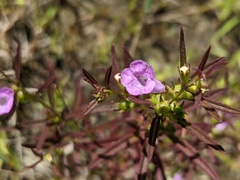 Agalinis neoscotica