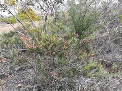 Grevillea coccinea