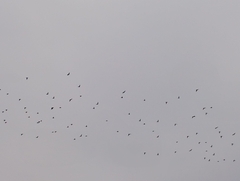 Sturnus vulgaris