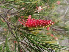 Grevillea coccinea