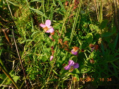 Rhexia virginica