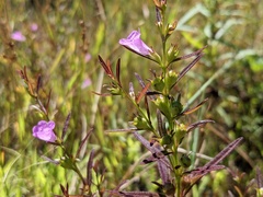 Agalinis neoscotica