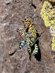 Dactylotum bicolor