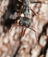 Myrmecia pyriformis