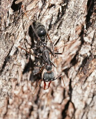 Myrmecia pyriformis