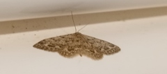 Idaea