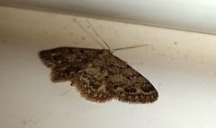 Idaea