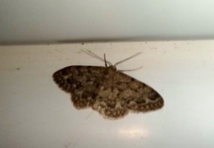 Idaea