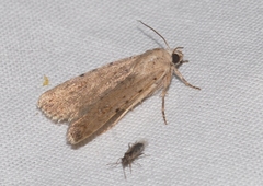 Caradrina clavipalpis