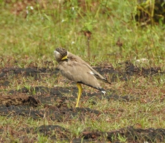 Vanellus malabaricus