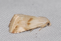 Eublemma ostrina
