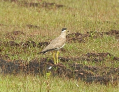 Vanellus malabaricus