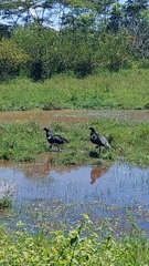 Anhima cornuta