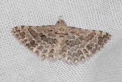 Alucita palodactyla