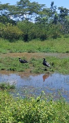 Anhima cornuta