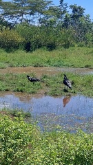 Anhima cornuta