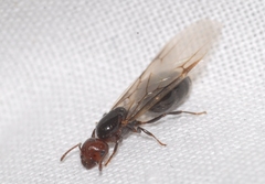 Crematogaster scutellaris