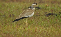 Vanellus malabaricus