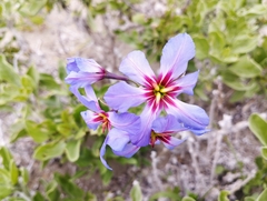 Leucocoryne purpurea