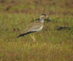 Vanellus malabaricus