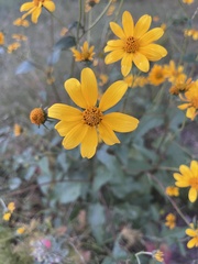 Helianthinae