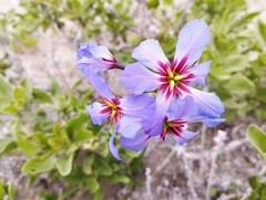 Leucocoryne purpurea