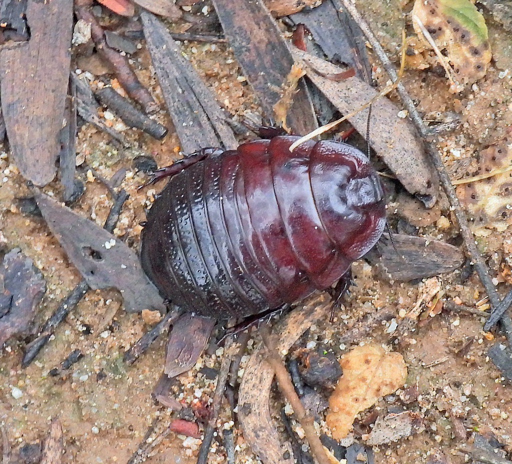 Geoscapheus dilatatus