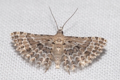 Alucita palodactyla