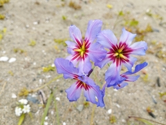 Leucocoryne purpurea