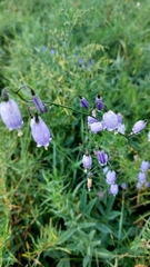 Adenophora stenanthina