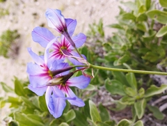 Leucocoryne purpurea