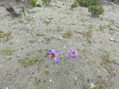 Leucocoryne purpurea