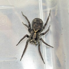 Venatrix australiensis