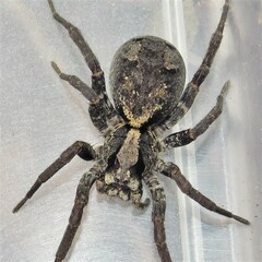 Venatrix australiensis