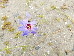 Leucocoryne purpurea