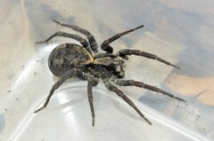 Venatrix australiensis