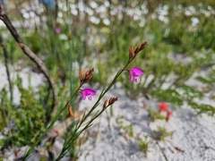 Polygala garcinii