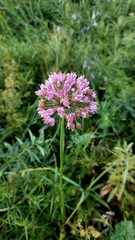 Allium senescens