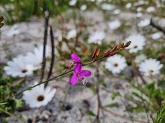 Polygala garcinii