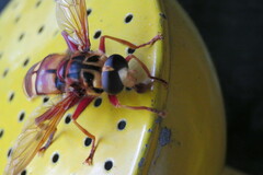 Milesia crabroniformis