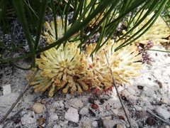 Petrophile prostrata