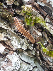 Polydesmus complanatus