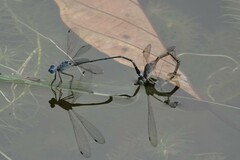 Lestes praemorsus
