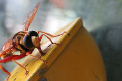 Milesia crabroniformis