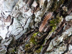 Polydesmus complanatus