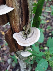 Trametes