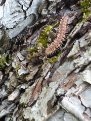 Polydesmus complanatus