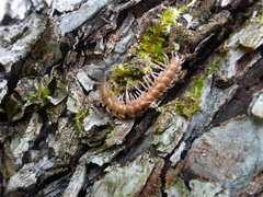 Polydesmus complanatus