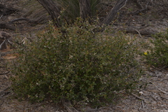 Stenanthemum pomaderroides